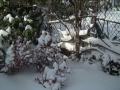 Winter Storm Queens N.Y.C.
