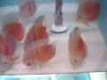Lindos Acarás Disco Red White com 10-11cm nascidos em nossa estufa. Para comprar acesse: www.peixenobre.com.br 