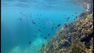 笹川流れ・馬下での水中遊泳3