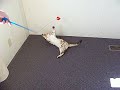 kitty playing