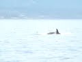 Transients chasing a porpoise