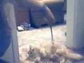 videos de Playing with Malenkaya