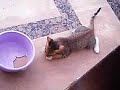 The Stray Kittens of Bahrain 8 - Tabi