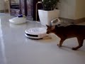 ?????????????????Curious cats play with Roomba