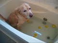 ラブラドール　ムックとラム 冬至に柚子湯に入って暖まる