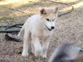 Wolf-Dog Cubs\