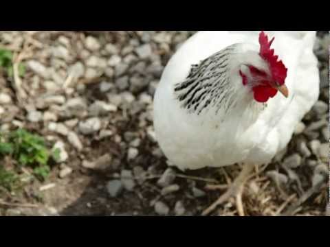 village - Come join Whole Village, an ecovillage located just outside Toronto, Canada, during a growing season as they incorporate community living, organic farming an...