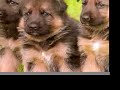 German Shepherd Dogs