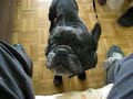 bouledogue francais-comptable bouledogue francais-comptable