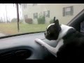 Dog Hates Windshield Wipers - animals, boston terrier, cute, dog, pets, windshield wiper, funny