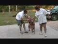Logan Dogback Riding