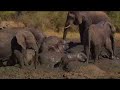 Stark-ravingly CUTE elephant calf