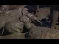 Stark-ravingly CUTE elephant calf
