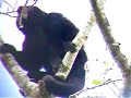 Wild black howler monkey howling