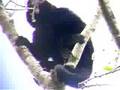 Wild black howler monkey howling