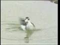 Red-necked phalarope feeding behavior (Video: Don DesJardin)