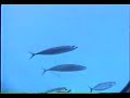 Submarine