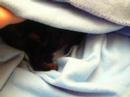 susti en su mantita   en adopción