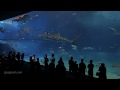 Whale Sharks and Manta Rays at the Aquarium Churaumi in Okinawa (Japan). Shot with a Canon 5D MkII.