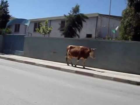 Les vaches envahissent Jijel Les vaches envahissent Jijel