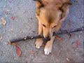 gimme dat thing