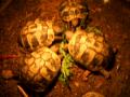 Testudo hermanni eating