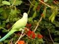 Rose Ringed Parakeet at Work!