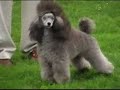 Silver Toy Poodle at Puget Sound Poodle Club Specialty