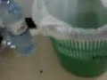urang buduh - masak lipas urang buduh - masak lipas