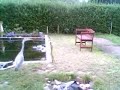 blue heron in action