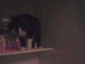 videos de Spencer