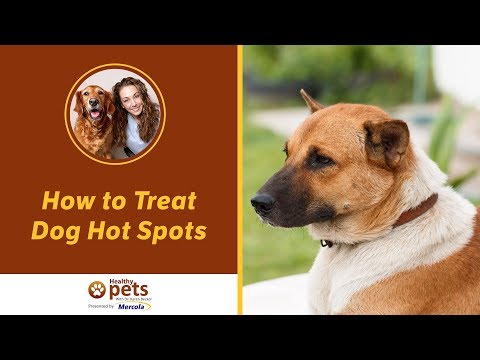 how to treat dog hot spots