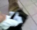 presa canario vs amstaff  murdok   aria 