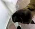 presa canario vs amstaff  murdok   aria 