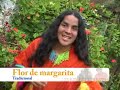 FLOR DE MARGARITA - HERMANOS AYVAR