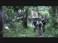 Orangutan in Kutai National Park_ video by_Sumidi