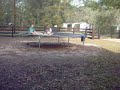 dog on trampoline