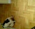 Jerome VS Anto�o