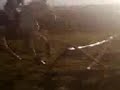 JUmping Prince Over Cross-Bar