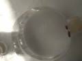Fruit fly (drosophila melanogaster) courtship