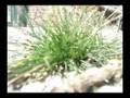 videos de -Short- documentaire : gras