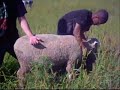 Sheep Tipping SAE animal Science