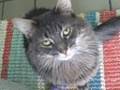 videos de Adopt Snuggle Bunny