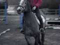 videos de 4 yrs 6 mths 14 hh Steel Grey Connemara