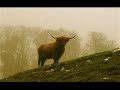 Sturmpercht - Waldeslust