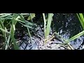 jumping frog jumping frog