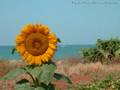 lucio battisti - girasole (inedito)