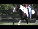 EBV Chase