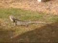 Lezard