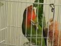 Agapornis: Paula tá doidona! Paula is nuts!